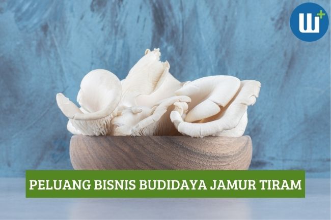 Peluang Bisnis Menjanjikan Budidaya Jamur Tiram